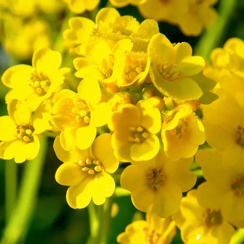 Basket of Gold Alyssum Saxatile Seeds – 100 Heirloom Flower Seeds – Bright Yellow Blooms - Image 4
