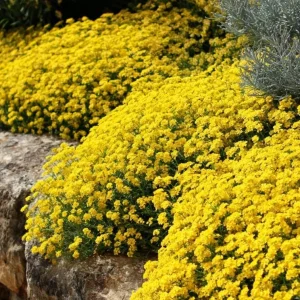 Basket of Gold Alyssum Saxatile Seeds – 100 Heirloom Flower Seeds – Bright Yellow Blooms - Image 1