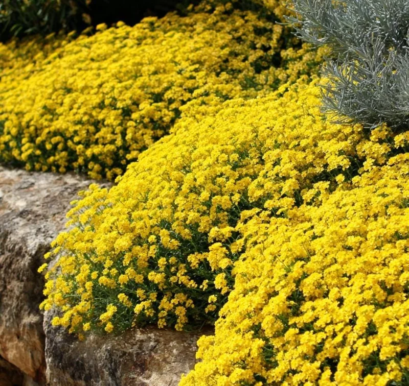 Basket of Gold Alyssum Saxatile Seeds – 100 Heirloom Flower Seeds – Bright Yellow Blooms - Image 1