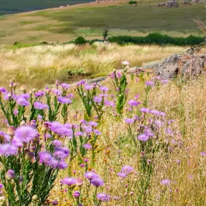 Basketflower Seeds (100 Seeds) - Heirloom Centaurea americana for Gardens & Cut Flowers - Image 2