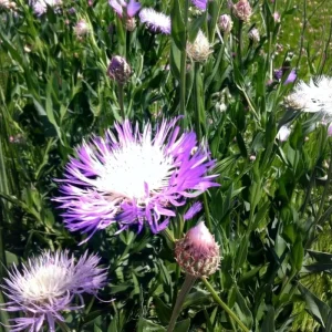 Basketflower Seeds (100 Seeds) - Heirloom Centaurea americana for Gardens & Cut Flowers - Image 3