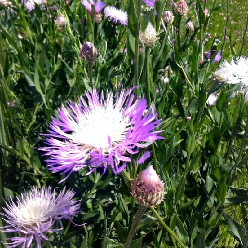 Basketflower Seeds (100 Seeds) - Heirloom Centaurea americana for Gardens & Cut Flowers - Image 3