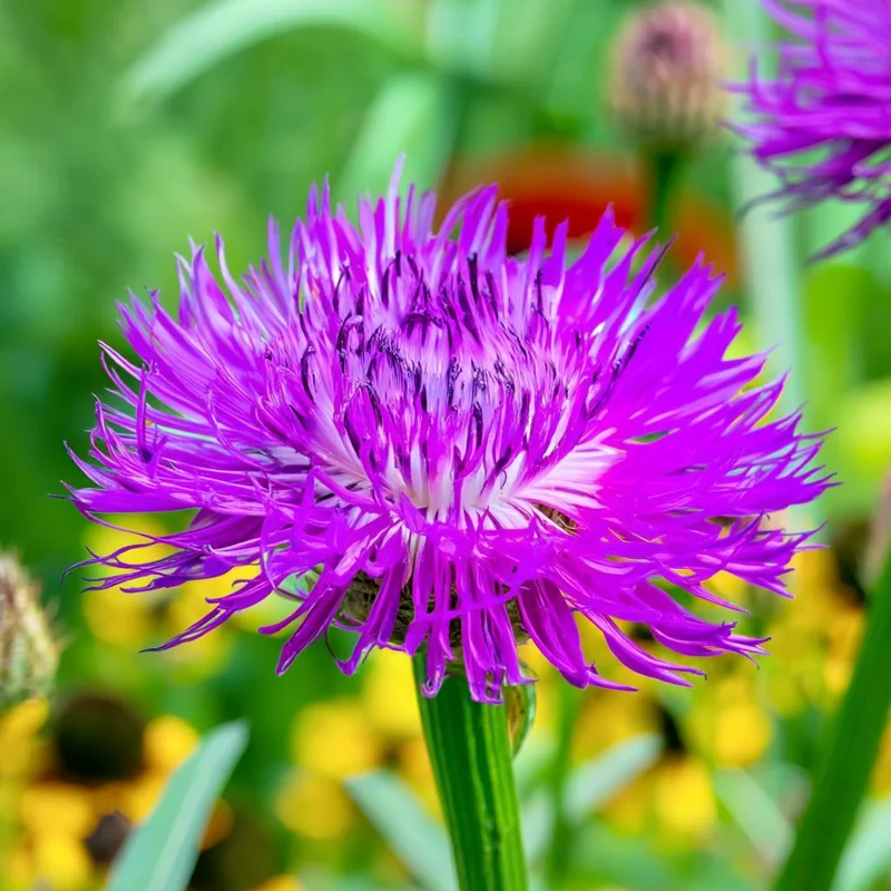 Basketflower Seeds (100 Seeds) - Heirloom Centaurea americana for Gardens & Cut Flowers - Image 4
