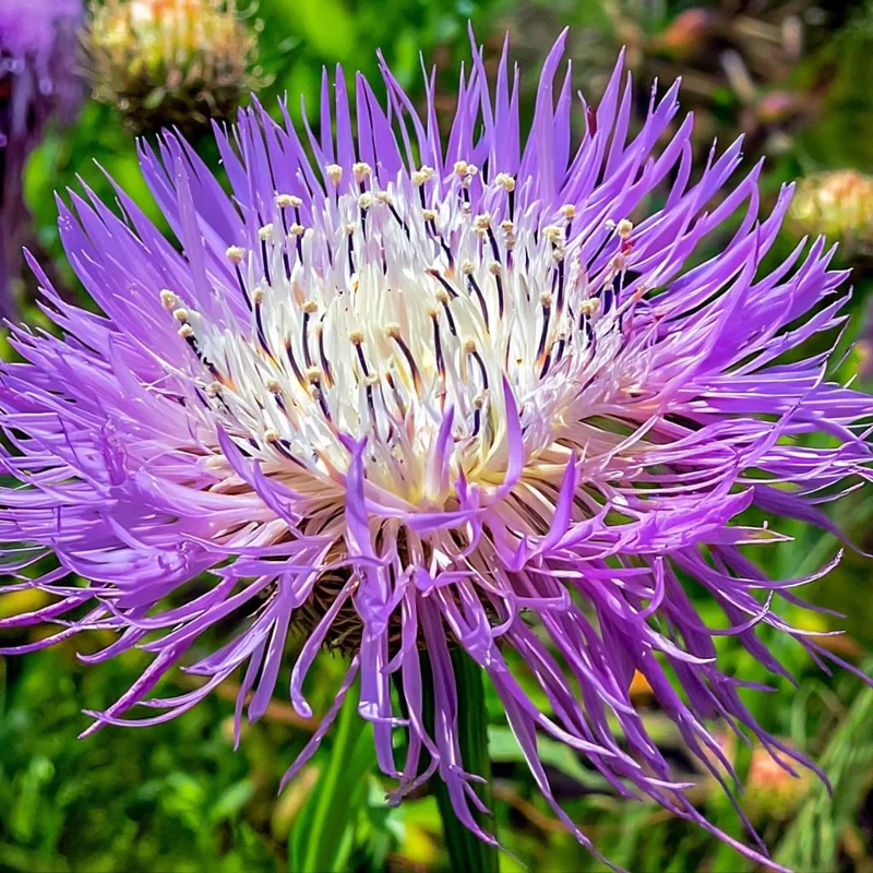 Basketflower Seeds (100 Seeds) - Heirloom Centaurea americana for Gardens & Cut Flowers - Image 1