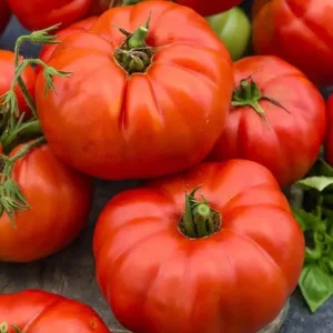 Beefsteak Tomato Live Plant, Indeterminate, 6-8 Inches Tall, 4-Inch Pot, Outdoor - Image 3