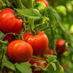 Beefsteak Tomato Live Plant, Indeterminate, 6-8 Inches Tall, 4-Inch Pot, Outdoor - Image 6