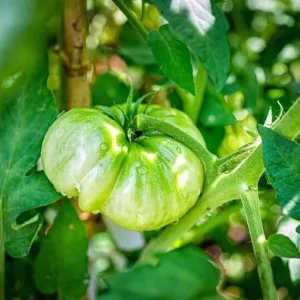 Beefsteak Tomato Live Plant, Indeterminate, 6-8 Inches Tall, 4-Inch Pot, Outdoor - Image 7