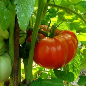 Beefsteak Tomato Live Plant, Indeterminate, 6-8 Inches Tall, 4-Inch Pot, Outdoor - Image 8