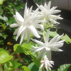 Belle of India Jasmine Live Plant – 22-26 inch Tall – 1 Gallon Pot – Fragrant Indoor/Outdoor Shrub - Image 2