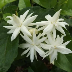 Belle of India Jasmine Live Plant – Fragrant – 14-18in – 1 Gallon Pot – Outdoor - Image 4