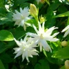 Belle of India Jasmine Live Plant – Fragrant Flowering Vine – 4 inch Pot – Indoor/Outdoor - Image 1