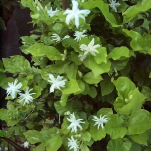 Belle of India Jasmine Live Plant - Fragrant, Half Gallon Pot - Image 3