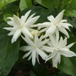 Belle of India Jasmine Live Plant - Fragrant, Half Gallon Pot - Image 4