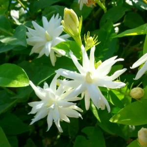 Belle of India Jasmine Live Plant - Fragrant, Half Gallon Pot - Image 1