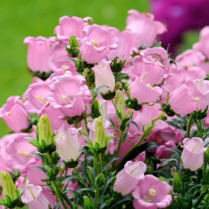 Bellflower Champion Rose F1 Seeds - Rose Pink Canterbury Bells, Campanula Medium, 25 Seeds - Image 2