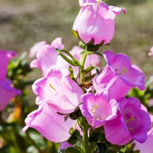 Bellflower Champion Rose F1 Seeds - Rose Pink Canterbury Bells, Campanula Medium, 25 Seeds - Image 3