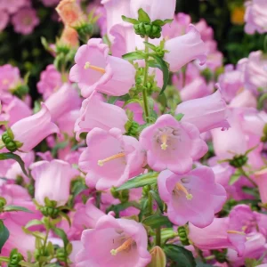 Bellflower Champion Rose F1 Seeds - Rose Pink Canterbury Bells, Campanula Medium, 25 Seeds - Image 4