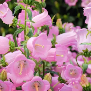 Bellflower Champion Rose F1 Seeds - Rose Pink Canterbury Bells, Campanula Medium, 25 Seeds - Image 5