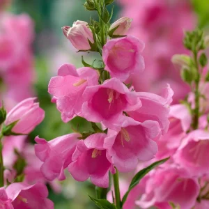 Bellflower Champion Rose F1 Seeds - Rose Pink Canterbury Bells, Campanula Medium, 25 Seeds - Image 6
