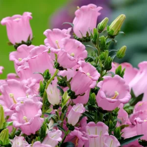 Bellflower Champion Rose F1 Seeds - Rose Pink Canterbury Bells, Campanula Medium, 25 Seeds - Image 1