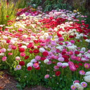 Bellis English Daisy Seeds - Pink, White & Red Mix, 200 Seeds, Cottage Garden Blooms, Bellis perennis - Image 2