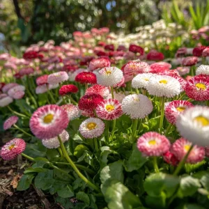 Bellis English Daisy Seeds - Pink, White & Red Mix, 200 Seeds, Cottage Garden Blooms, Bellis perennis - Image 4