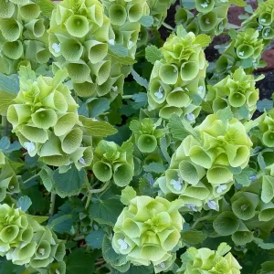 Bells of Ireland Seeds - Moluccella Laevis, 50 Seeds Annual Ornamental Garden Plant - Image 2