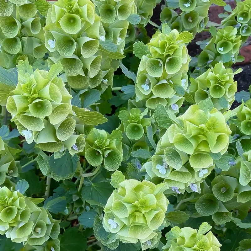 Bells of Ireland Seeds - Moluccella Laevis, 50 Seeds Annual Ornamental Garden Plant - Image 2