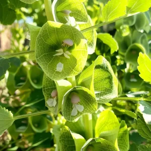 Bells of Ireland Seeds - Moluccella Laevis, 50 Seeds Annual Ornamental Garden Plant - Image 3