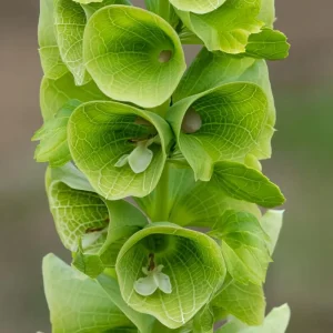 Bells of Ireland Seeds - Moluccella Laevis, 50 Seeds Annual Ornamental Garden Plant - Image 1