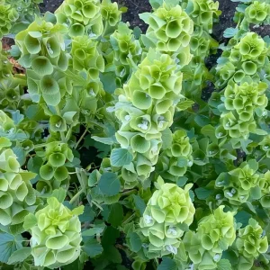 Bells of Ireland Seeds - Moluccella Laevis, 50 Seeds Annual Ornamental Garden Plant - Image 4