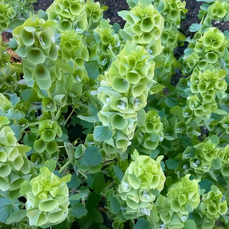 Bells of Ireland Seeds - Moluccella Laevis, 50 Seeds Annual Ornamental Garden Plant - Image 4