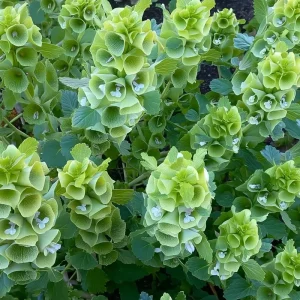 Bells of Ireland Seeds - Moluccella Laevis, 50 Seeds Annual Ornamental Garden Plant - Image 5