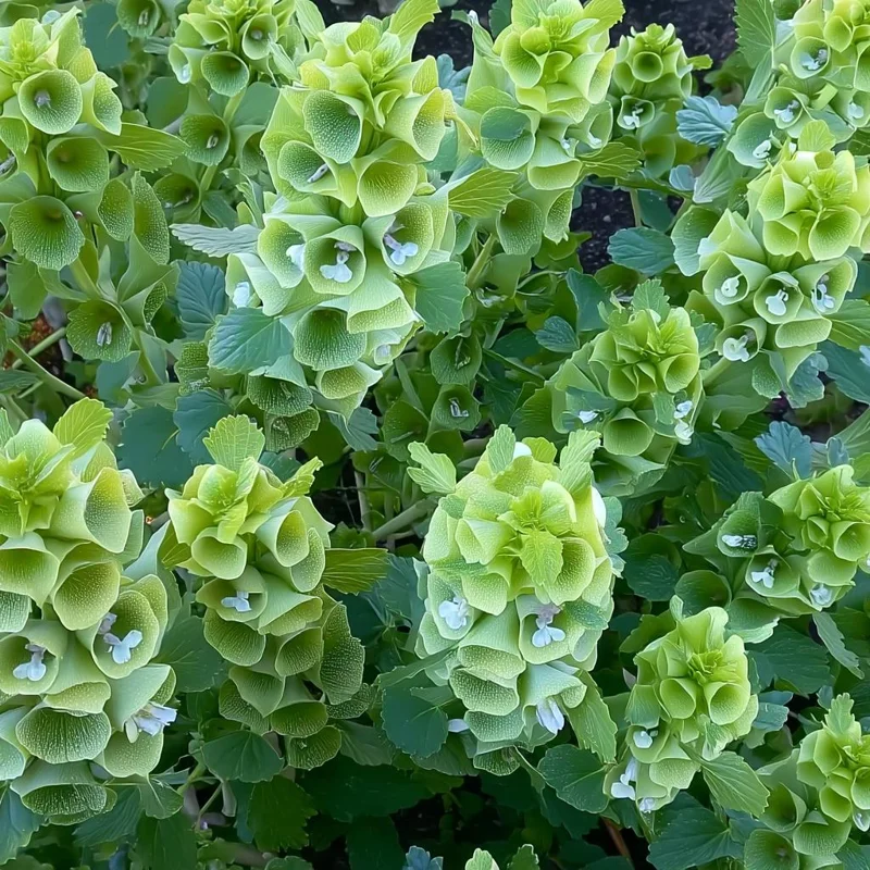 Bells of Ireland Seeds - Moluccella Laevis, 50 Seeds Annual Ornamental Garden Plant - Image 5