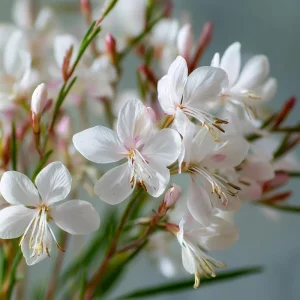 Biennial Gaura Seeds - 25 Seeds | White & Pink Butterfly Flowers - Image 2
