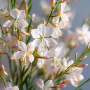Biennial Gaura Seeds - 25 Seeds | White & Pink Butterfly Flowers - Image 3
