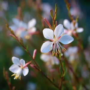 Biennial Gaura Seeds - 25 Seeds | White & Pink Butterfly Flowers - Image 4