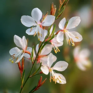 Biennial Gaura Seeds - 25 Seeds | White & Pink Butterfly Flowers - Image 1