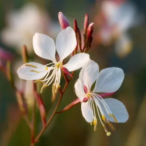 Biennial Gaura Seeds - 25 Seeds | White & Pink Butterfly Flowers - Image 6