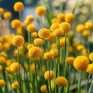 Billy Button Seeds - Craspedia Globosa Yellow Ball Flowers - 50 Seeds - Image 3