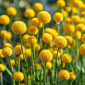 Billy Button Seeds - Craspedia Globosa Yellow Ball Flowers - 50 Seeds - Image 4