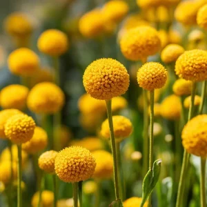 Billy Button Seeds - Craspedia Globosa Yellow Ball Flowers - 50 Seeds - Image 5
