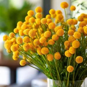 Billy Button Seeds - Craspedia Globosa Yellow Ball Flowers - 50 Seeds - Image 1