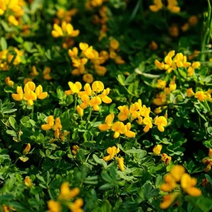 Bird's Foot Trefoil Seeds (Lotus corniculatus) - 200 Seeds, Low-Growing Perennial Groundcover - Image 2