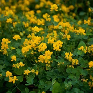 Bird's Foot Trefoil Seeds (Lotus corniculatus) - 200 Seeds, Low-Growing Perennial Groundcover - Image 4