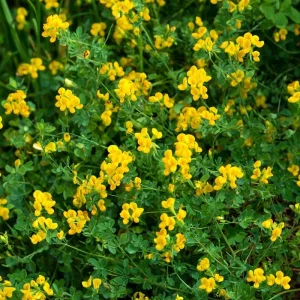 Bird's Foot Trefoil Seeds (Lotus corniculatus) - 200 Seeds, Low-Growing Perennial Groundcover - Image 5
