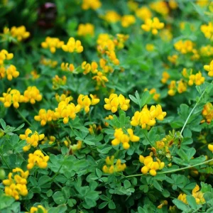 Bird's Foot Trefoil Seeds (Lotus corniculatus) - 200 Seeds, Low-Growing Perennial Groundcover - Image 6