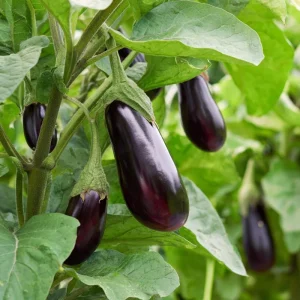 Black Beauty Eggplant Seeds – Classic Heirloom, 50 Seeds, Full Sun, Outdoor - Image 3