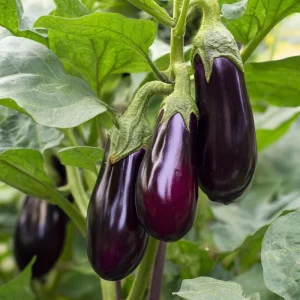 Black Beauty Eggplant Seeds – Classic Heirloom, 50 Seeds, Full Sun, Outdoor - Image 5