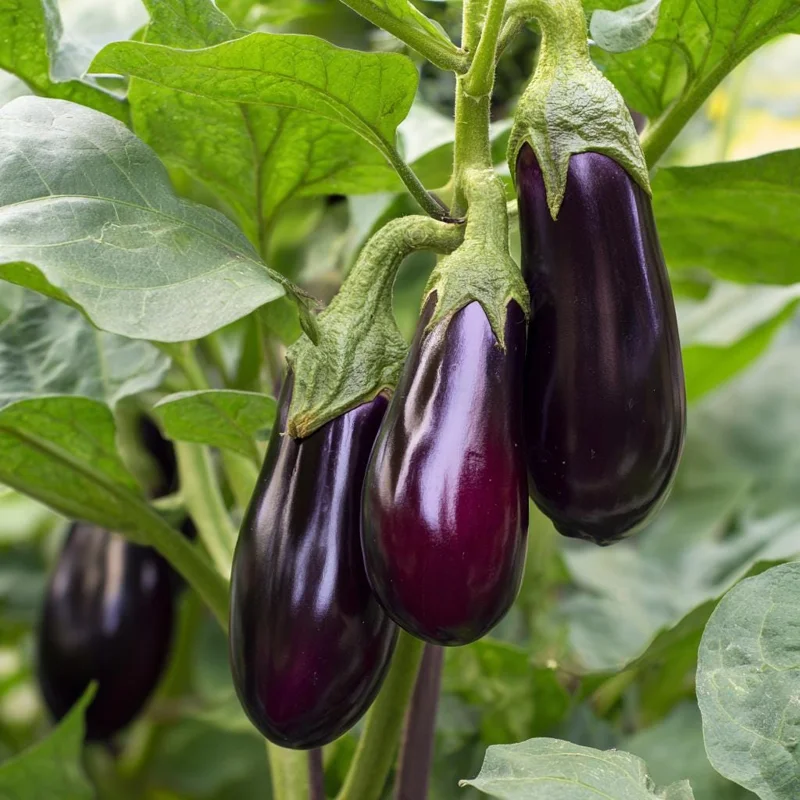 Black Beauty Eggplant Seeds – Classic Heirloom, 50 Seeds, Full Sun, Outdoor - Image 5